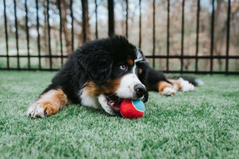 Saint Bernard puppy playing with tennis balls in dog park.