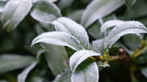 Closeup of green tree leaves with frost.