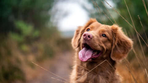 Smiling dog walking along path through green forest.